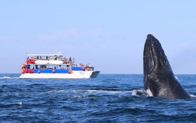 February in Puerto Vallarta - Whale Watching Extravaganza
