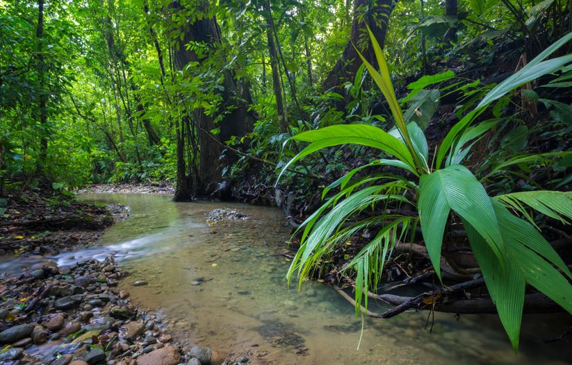 Corcovado National Park - Costa Rica wildlife destinations