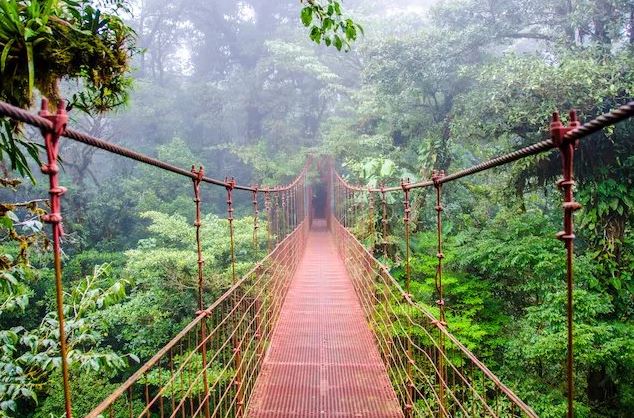 Costa Rica wildlife destinations - Monteverde Cloud Forest Reserve