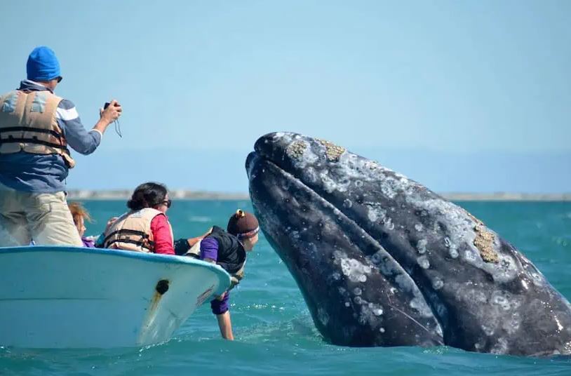 Memorable Whale Watching Experience - Baja California whale watching