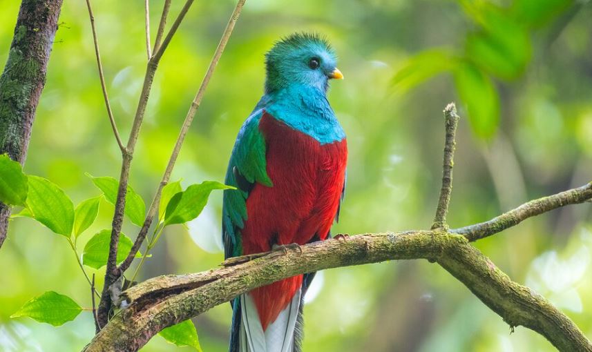 Monteverde birdwatching spots