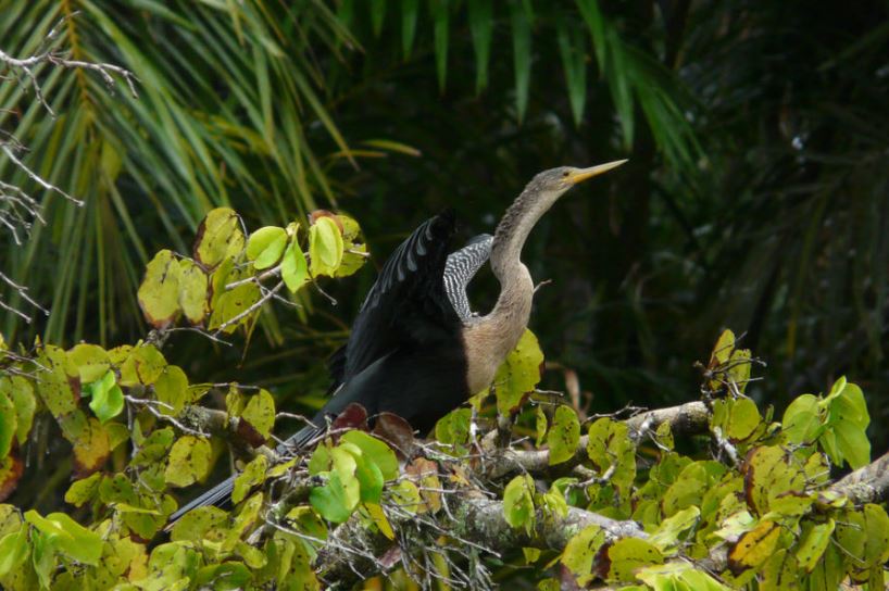 Tortuguero wildlife tours